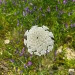 Daucus carotaBlomma