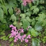 Filipendula rubraFlower