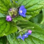 Pentaglottis sempervirensFloro