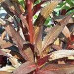 Lobelia cardinalis Leaf