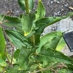 Silene chalcedonica Leaf