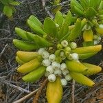 Scaevola taccada Fruit