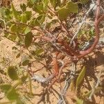 Arctostaphylos patula Bark