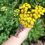 Tanacetum vulgareFlower