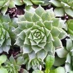 Sempervivum montanum Hoja