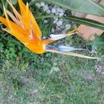 Strelitzia reginaeFlor