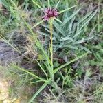 Tragopogon angustifolius 花