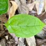 Persea caerulea Hoja