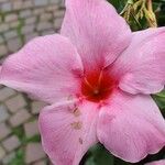 Mandevilla sanderi പുഷ്പം