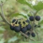 Solanum nigrumFruit