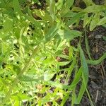 Symphyotrichum oblongifolium Leaf