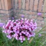 Verbena bonariensisFlower