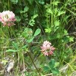 Trifolium hybridum Květ