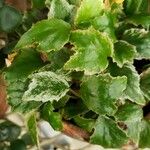 Begonia prismatocarpa 葉