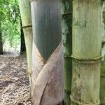 Dendrocalamus asper Ostalo