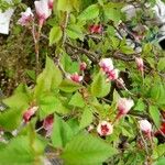 Prunus prostrata Blüte