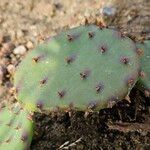 Opuntia humifusa Frunză