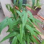 Fridericia chica Hoja