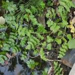 Berula erecta Leaf