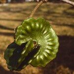 Enterolobium cyclocarpum Fruit