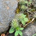 Trifolium lappaceum Flower
