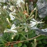 Silene andryalifolia Hábito
