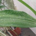Dendrobium × delicatum Leaf