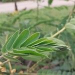 Senna didymobotrya Blatt