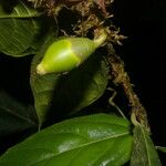 Quararibea nigrescens 果實