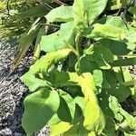 Nicotiana tabacum Ліст