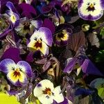 Viola tricolor List