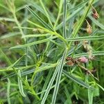 Polygala amboniensis Folha