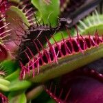 Dionaea muscipula পাতা