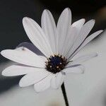 Osteospermum ecklonis Flower