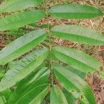 Pterocarpus soyauxii Levél