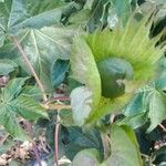 Gossypium barbadense Fruit