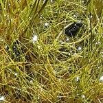 Eleocharis acicularis Hoja