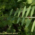 Vicia articulata Liść