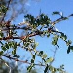 Vachellia exuvialis Blad