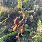 Asclepias viridiflora Ffrwyth