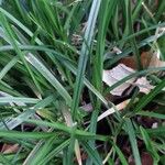 Carex sylvatica 叶