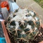 Coryphantha elephantidens Ліст