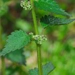 Urtica chamaedryoides Casca