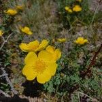 Rosa ecae Fula