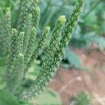 Plantago rhodosperma Flor