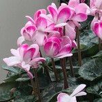 Cyclamen spp. Habitus