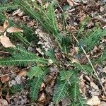 Blechnum spicant Hostoa