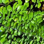 Adiantum venustum Blatt