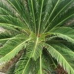 Cycas revoluta Лист