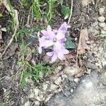 Campanula lactiflora Blüte